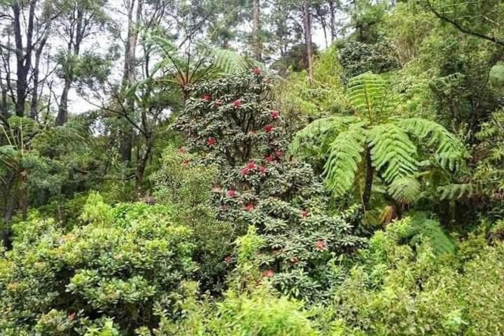 La Rose Home Stay Nuwara Eliya Exterior photo